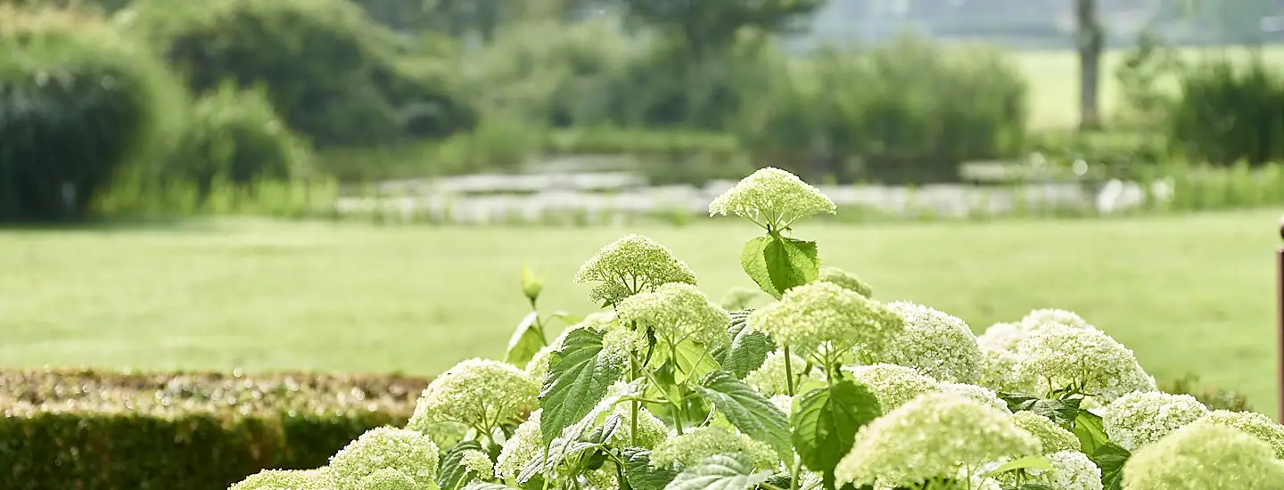 Paarse bloem tegen een zachte groene achtergrond