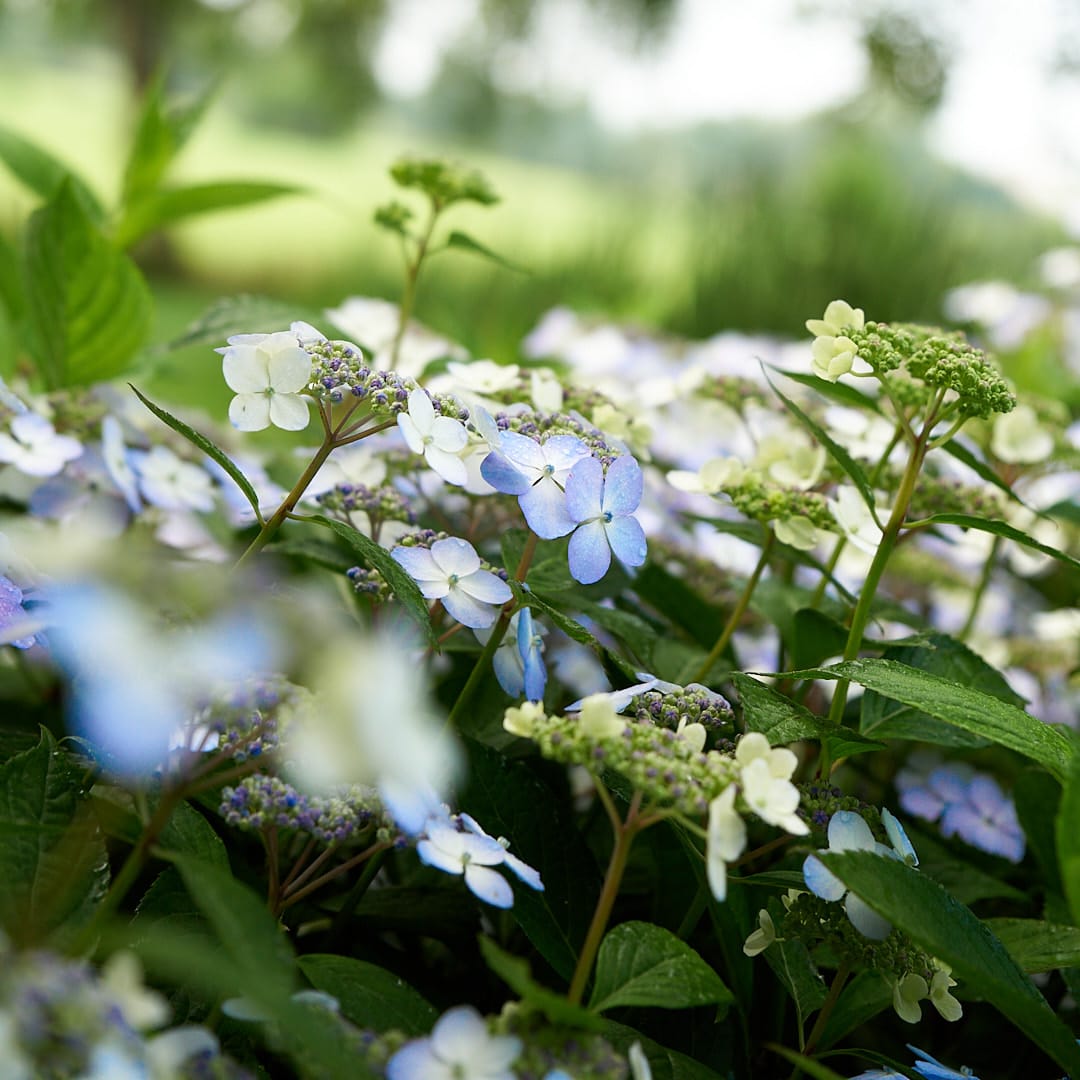 Wit-blauwe bloemen in de showtuin