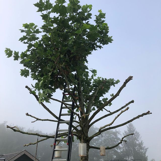 Gesnoeide boom met jonge uitlopers