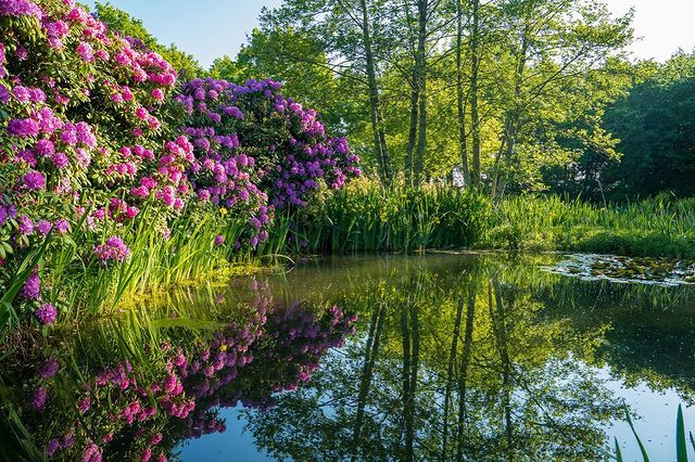 Bloeiende rododendrons langs een natuurlijke vijver