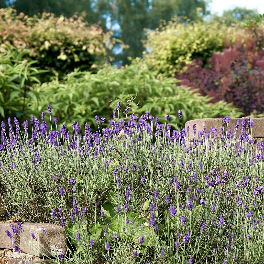 Paarse lavendel in een showtuin