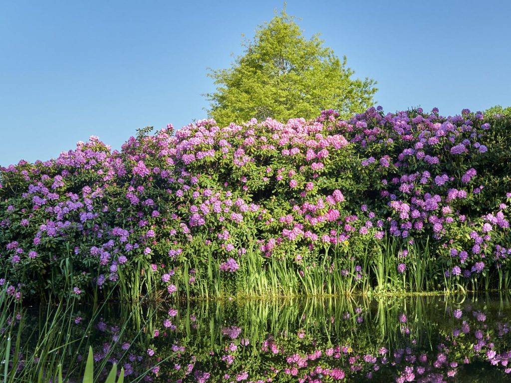 Bloeiende roze rododendrons langs een vijver