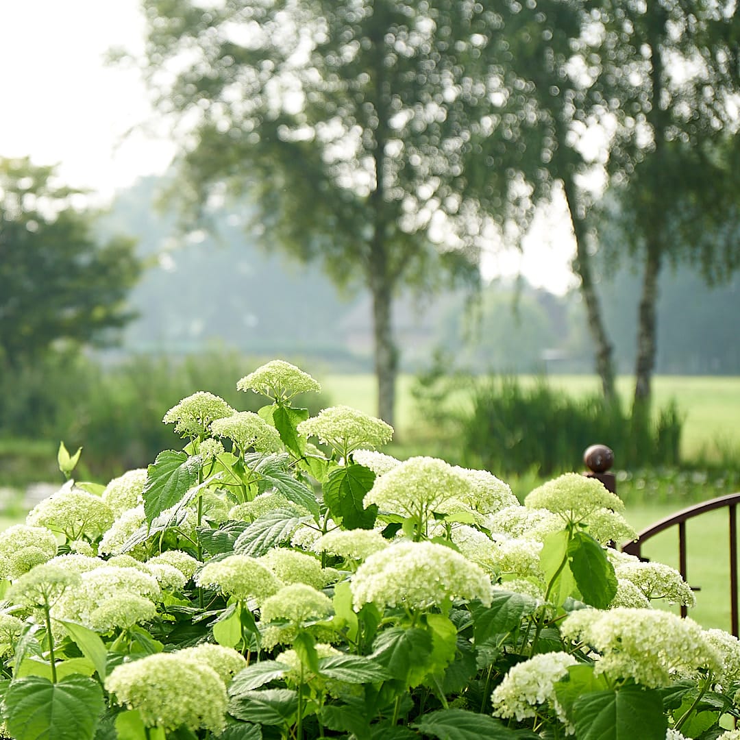 Witte hortensia’s met uitzicht over een weiland
